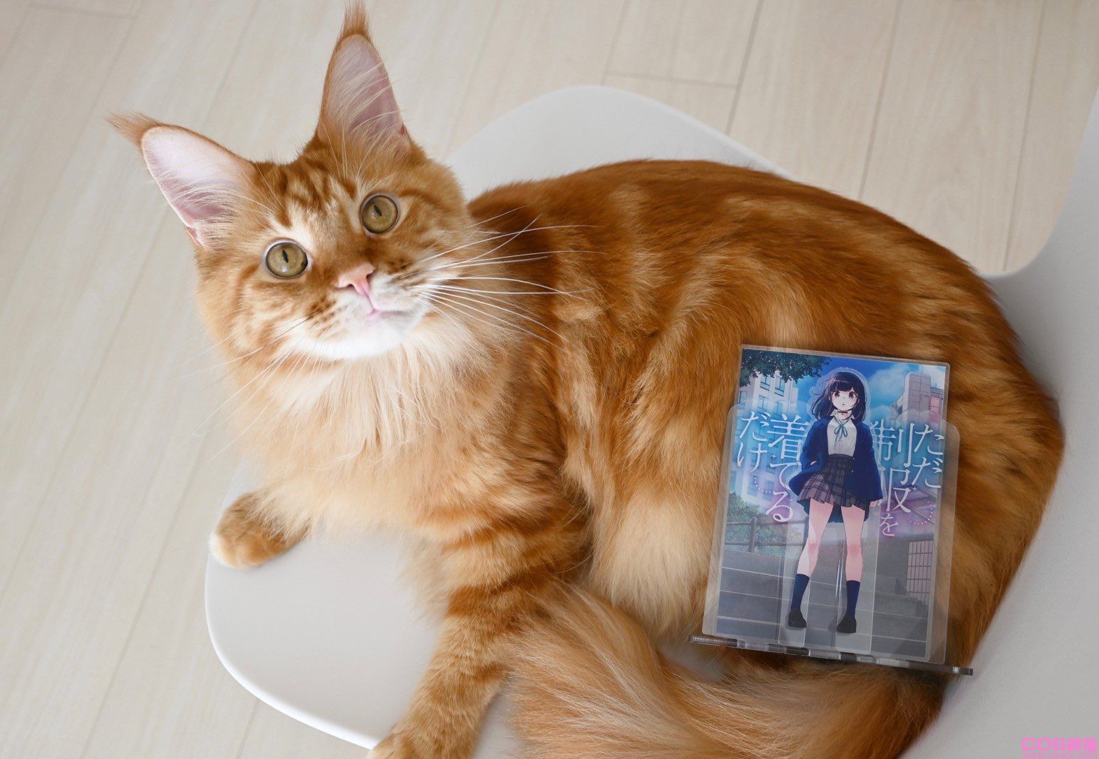 真有此猫！日本插画家40原《将喵星人萝莉化》猫娘就是它的化身！(图2)