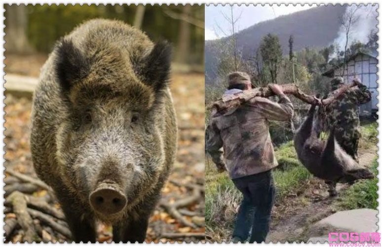 野猪通缉令 当下野猪种群泛滥到要被通缉了吗？(图2)