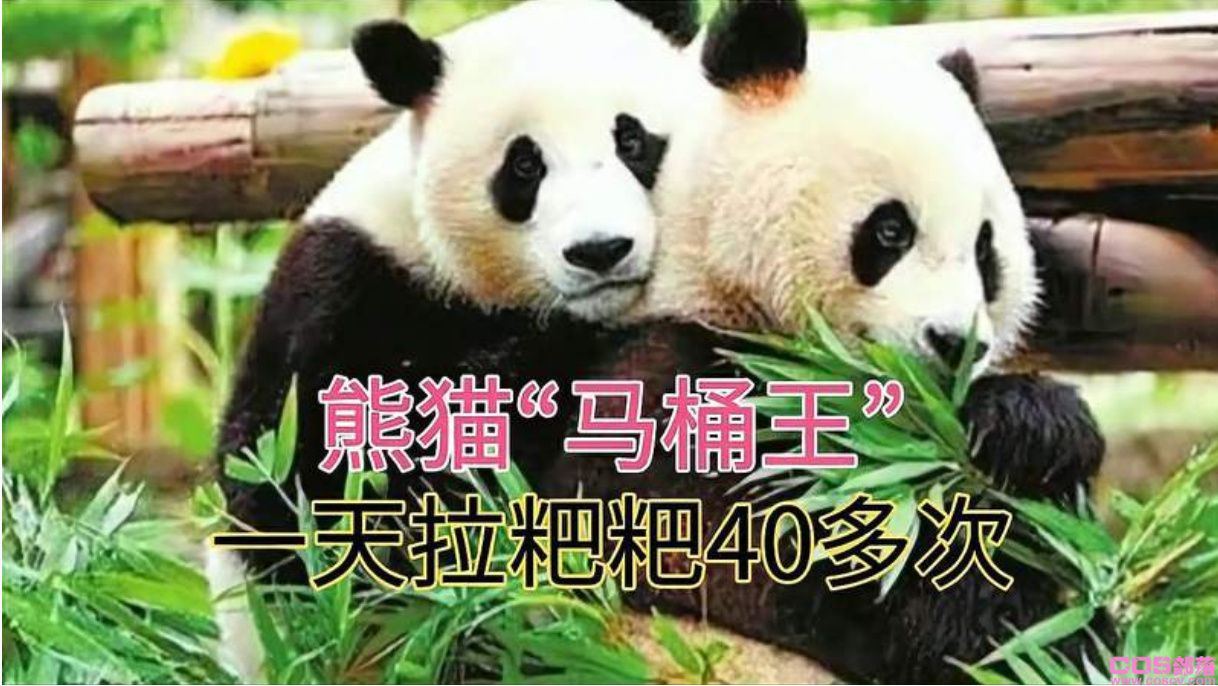 一天排便40次的动物是什么？ 熊猫是不是拉肚子了？(图1)