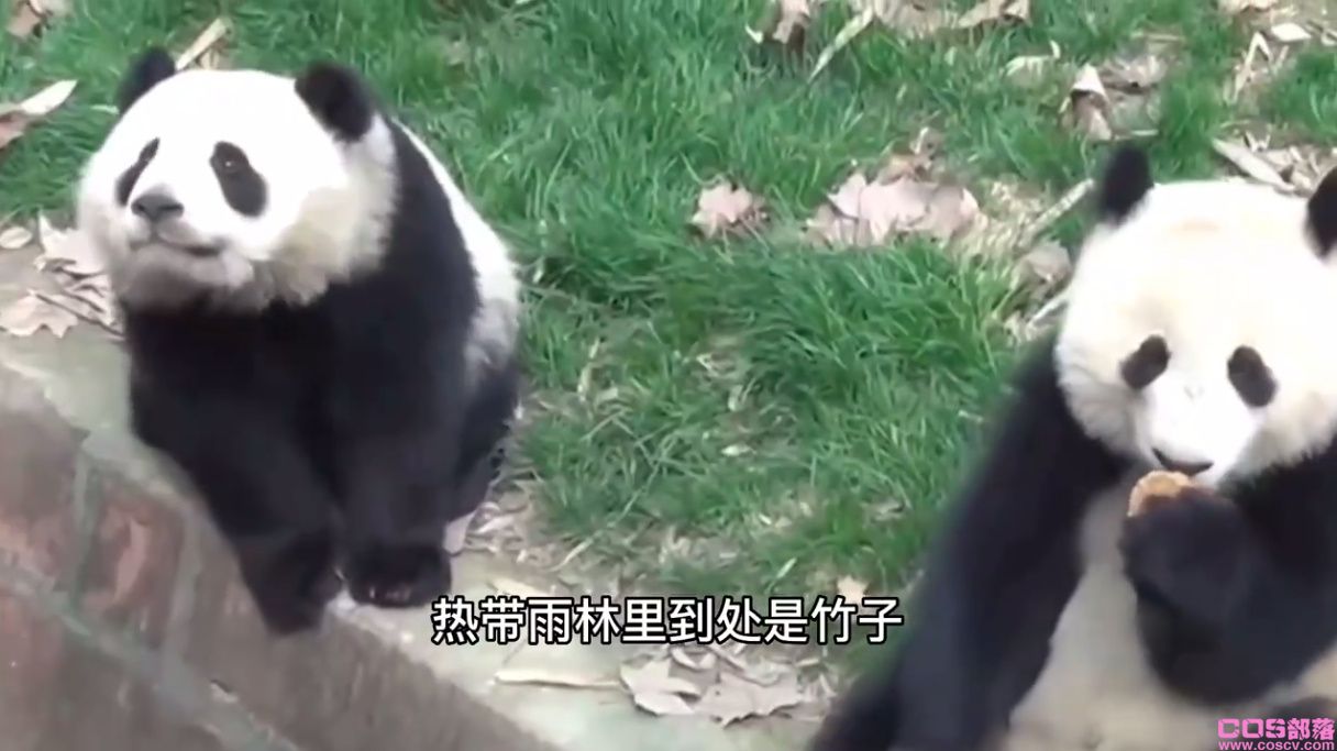 一天排便40次的动物是什么？ 熊猫是不是拉肚子了？(图3)