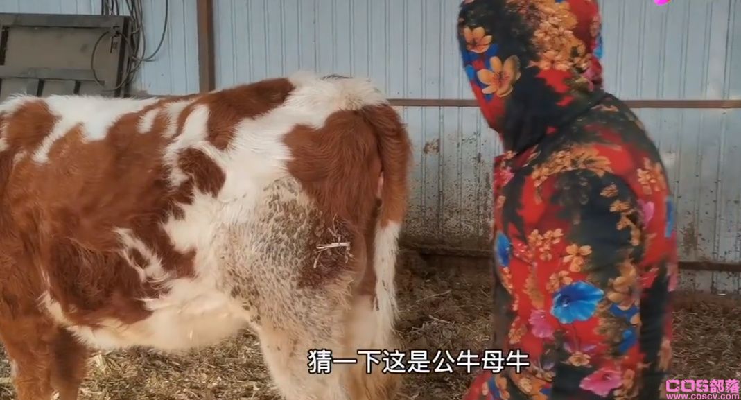 小母牛坐灯泡什么意思？ 与歇后语“小母牛坐飞机”堪称经典(图2)