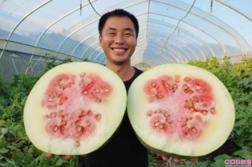 从100年前猪都不吃的石山西瓜，到现在人人追捧的顶级西瓜(图3)