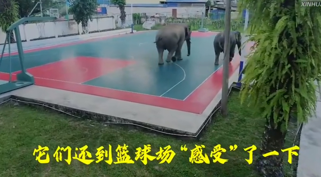 西双版纳大象北迁事件经过 大象们是很聪明的一种动物(图2)