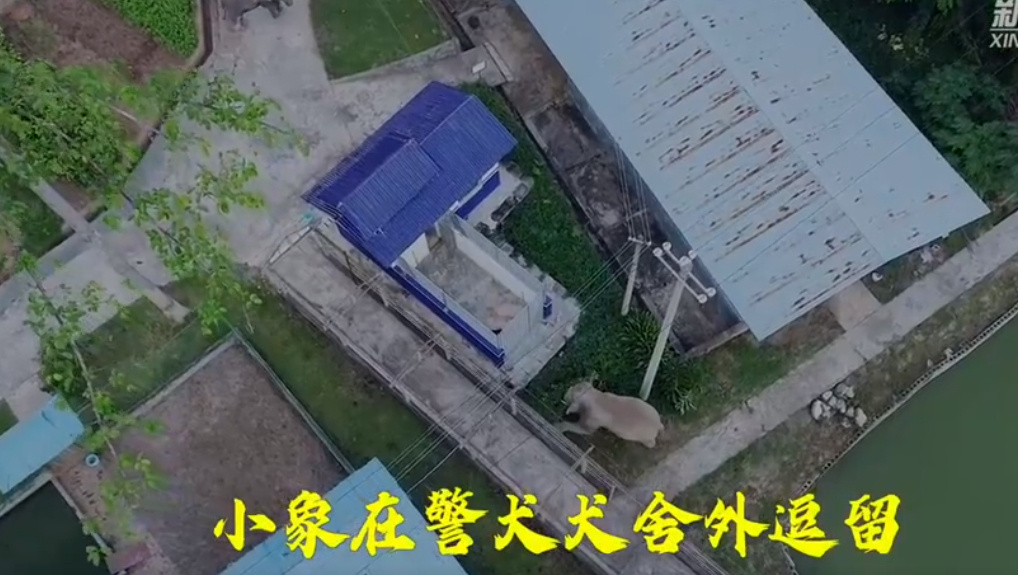 西双版纳大象北迁事件经过 大象们是很聪明的一种动物(图3)