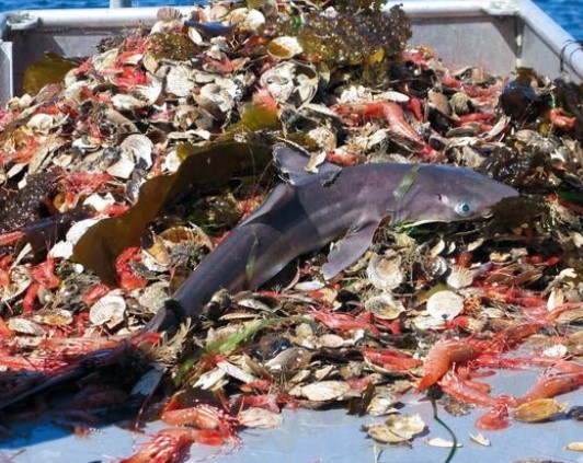 700万海豚神秘死亡事件 金枪鱼罐头与海豚死亡的神秘联系(图2)