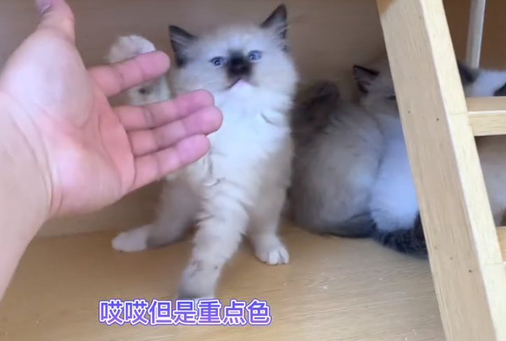 你敢想象布偶猫价格多少钱一只吗？5000元起步(图2)