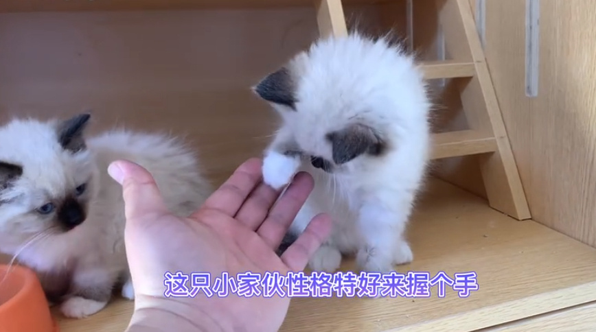 你敢想象布偶猫价格多少钱一只吗？5000元起步(图3)