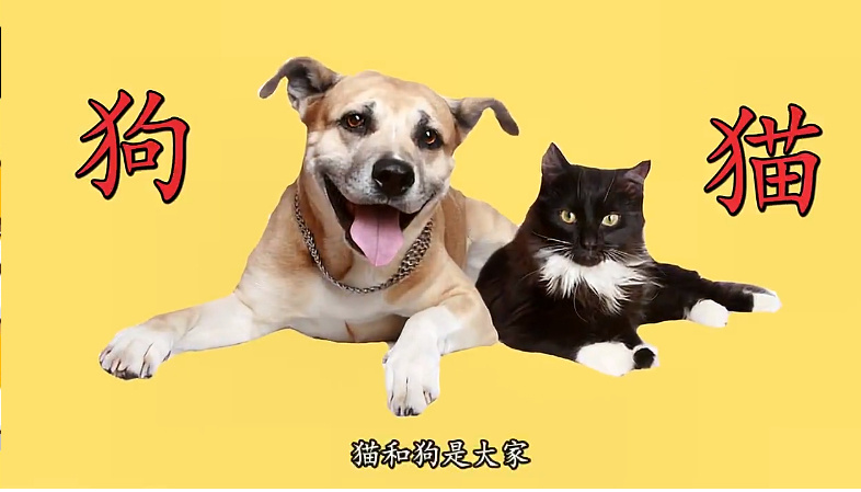 猫和狗哪个智商高？ 谁聪明这样一看就知(图3)